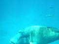 videos de Great Barrier Reef Snorkeling