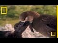 SHARK vs. BIRD