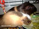 My guniea pigs chappers and dave My guniea pigs chappers and dave
