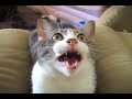 My Singing Cat My Singing Cat