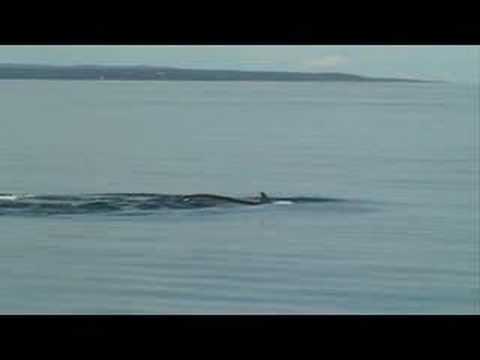 fin whale