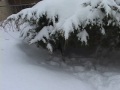 Click here to watch this video Woody in the Snow
