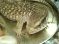 My Savanna Rex, eating Worms
