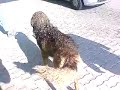 Cane Pecora