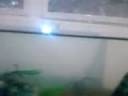ghetto ninja turtle.3gp