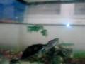 videos de ghetto ninja turtle.3gp