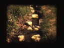 Super 8 ducks in Haupt Pond