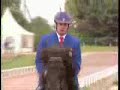 Fast speed racking horse Fast speed racking horse