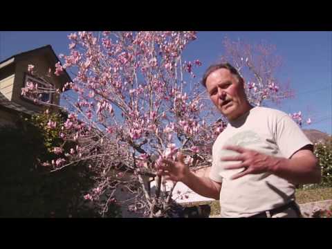 how to fertilize magnolia tree