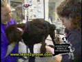 Connecticut School of Dog Grooming
