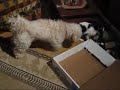 Dog opening his Philips christmas present! Funny!
