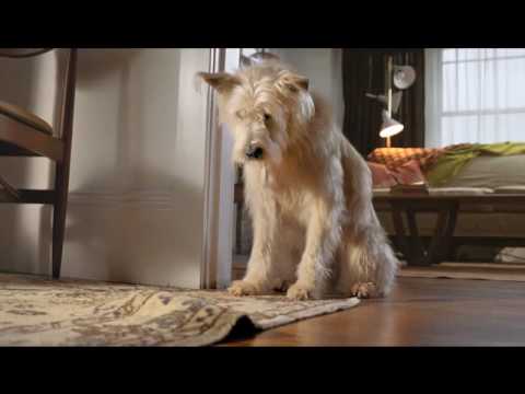 Travelers Insurance dog commercial (very funny)