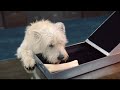 Travelers Insurance Commercial (2009) (Television Commercial)