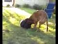 videos de Dogbook Movie: Me and my cousin