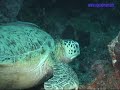 Kapalai/Sipadan SCUBA Diving-2?(0803)