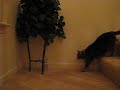 Cat Reaction to SSSCAT Cat Reaction to SSSCAT