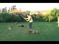 Pomeranian puppies run like hell 2