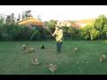 Pomeranian puppies run like hell 2