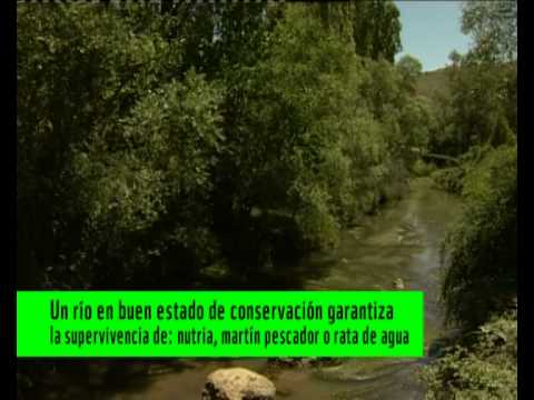 Imagen de previsualización de YouTube