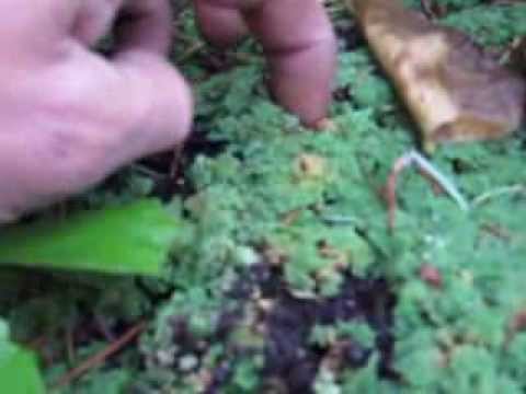 how to transplant duckweed