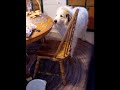 Great Pyrenees Cookie Thief