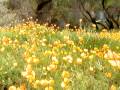 California Central Valley, California Golden Poppy, Central California, California Vacation