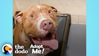 Pittie Stuck In The Shelter For A Year Just Wants To Be A Family Member | The Dodo Adopt Me! by The Dodo