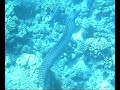 RED SEA SNORKELLING RED SEA SNORKELLING