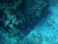 RED SEA SNORKELLING