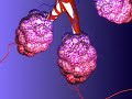 Animaci�n Medica: Alveolos