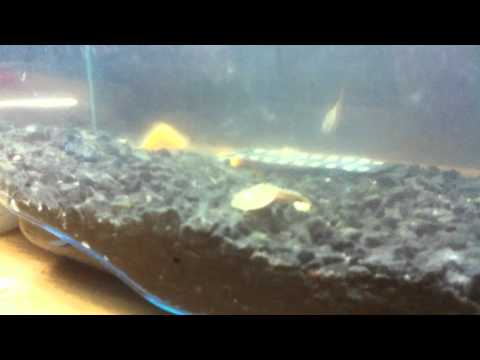 how to care triops