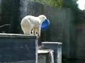 active ice bear