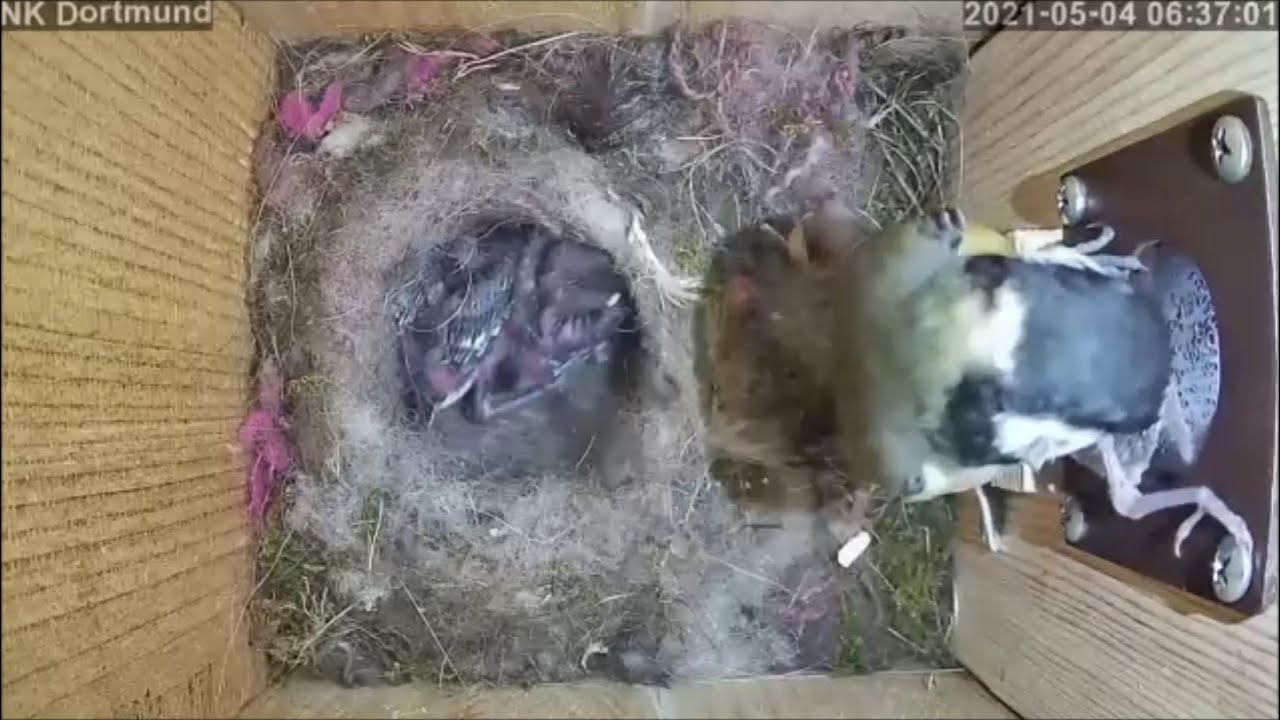 Das 6. tote Küken wurde über Umwege durchs Nest entfernt | Tag 11 | 04.05.2021