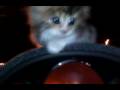 videos de cutest persian cat