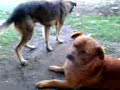 Jodiendo a mi perro Jodiendo a mi perro
