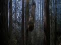 When Ewoks Attack