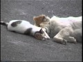 ΓΑΤΑ ΠΑΙΖΕΙ ΜΑΖΙ ΜΕ ΣΚΥΛΟ - A CAT PLAY'S WITH A DOG