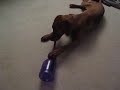 Puppy ATM Puppy ATM