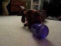 videos de Puppy ATM