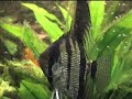 maanvis larven 2