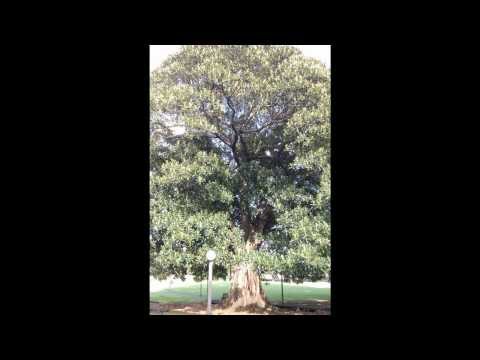 how to replant a fig branch