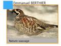 Nature sauvage - Emmanuel Berthier