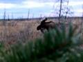 moose in camp on fly in day