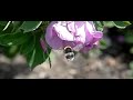 Hommel in roos / Bombus in Rosa Hommel in roos / Bombus in Rosa