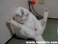 merakl? kedi :D