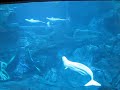 Georgia Aquarium: Beluga Whales Georgia Aquarium: Beluga Whales