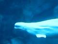 videos de Georgia Aquarium: Beluga Whales