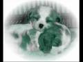 videos de Cuteanimals