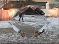 Protection of Bommo