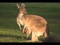 australia kangaroo kangaroos animals